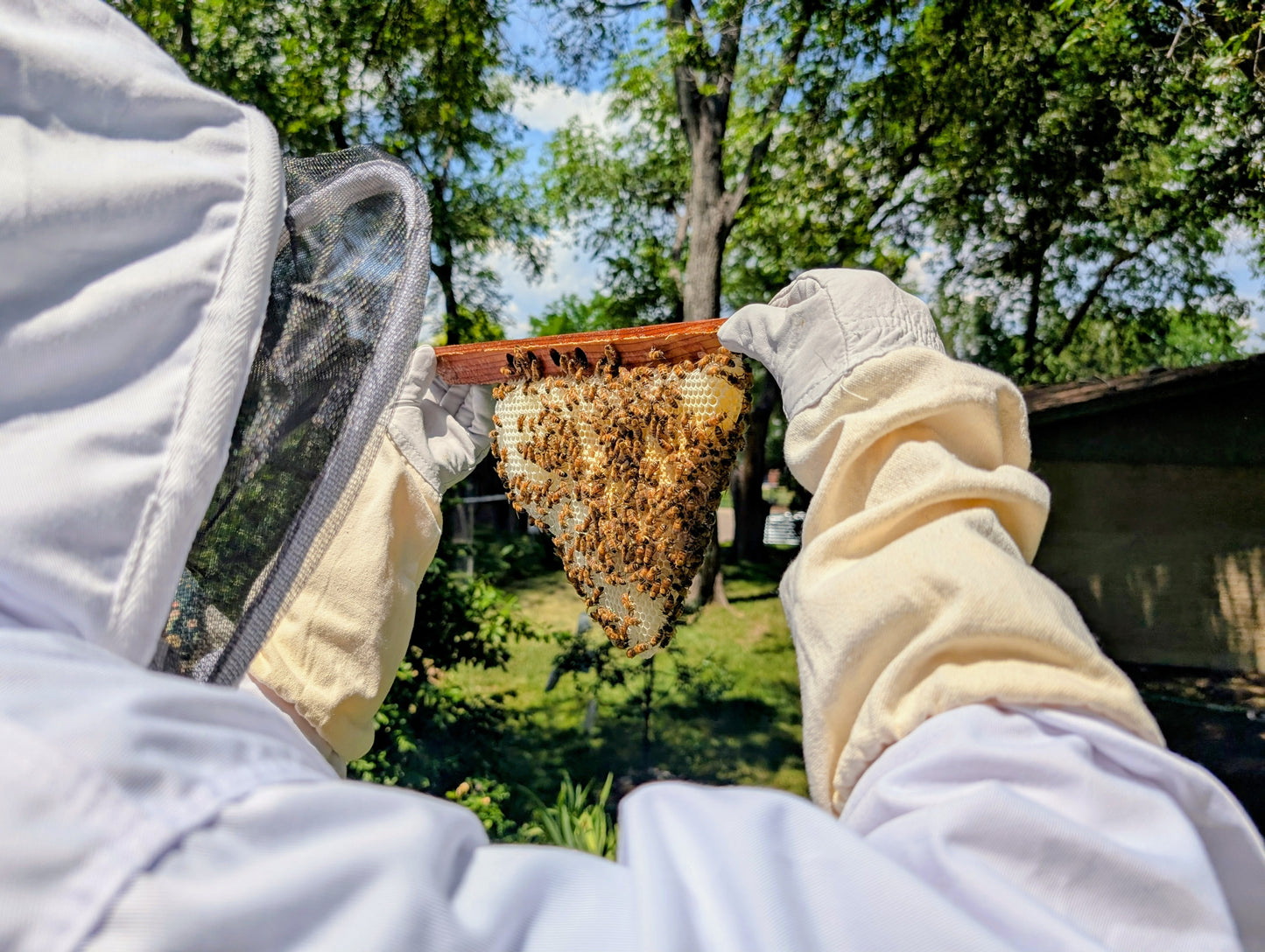 A Gift From The Beehive